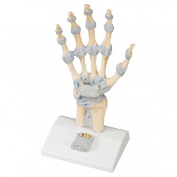 ESP Model Skeletal Hand with Ligaments and Carpal Tunnel (ZJY-770-H)