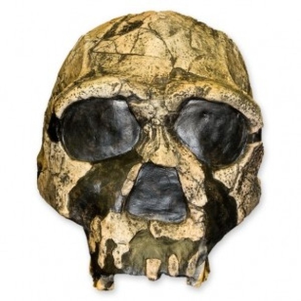 ESP Model Homo Ergaster Skull (ZJY-532-E)