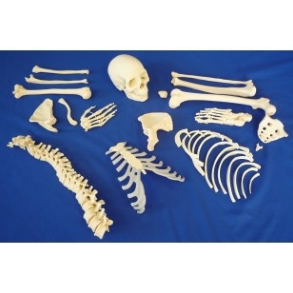 ESP Model Disarticulated Half Skeleton, 2 Part Skull (ZJY-130-L)