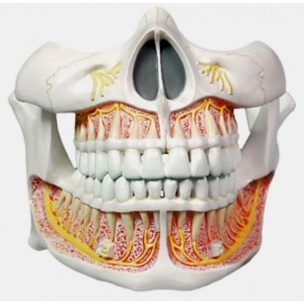 ESP Model Permanent Teeth, Life Size (ZKH-784-P)