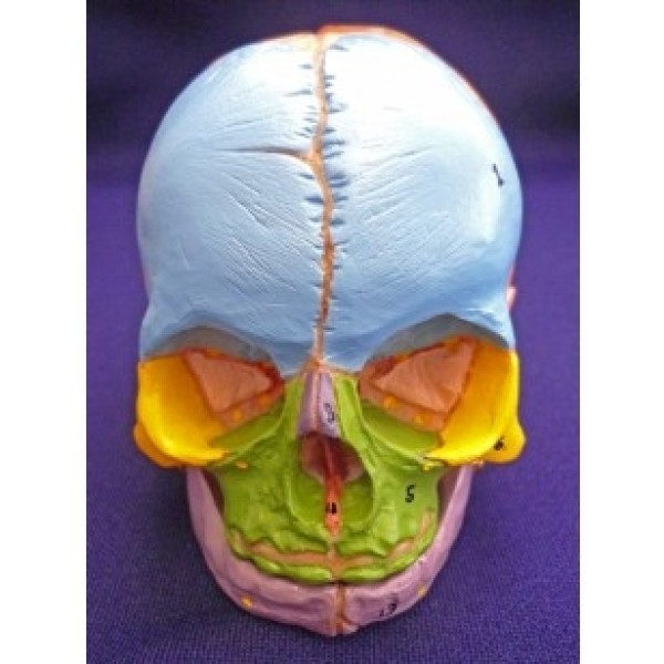 ESP Model Didactic Foetal Skull with Cranial Nerve Exits (ZJY-423-D)