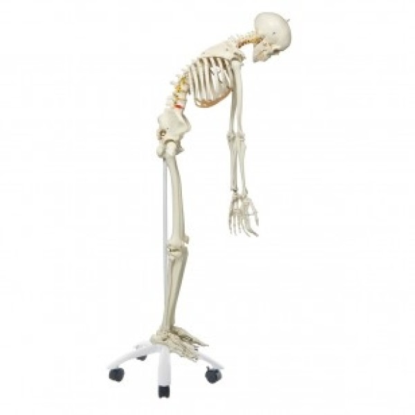 ESP Model Skeleton Flexible Spine (ZJY-220-K)