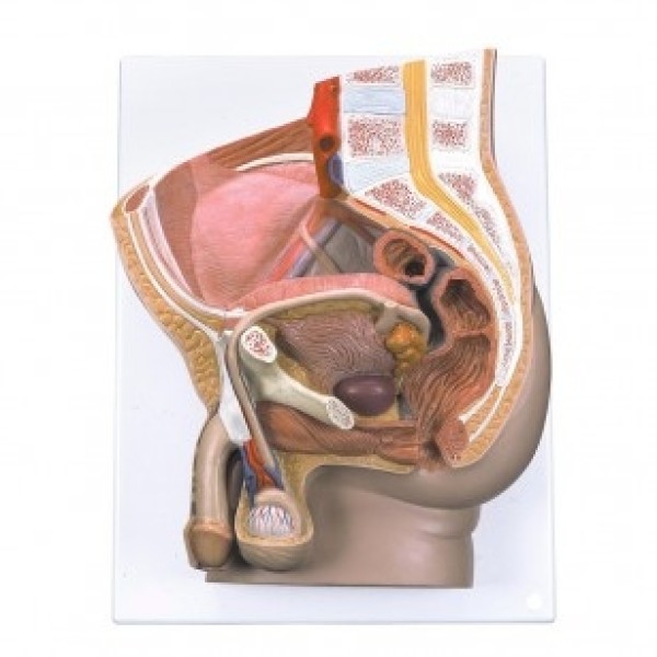 ESP Model Male Pelvis Section (ZKK-127-N)