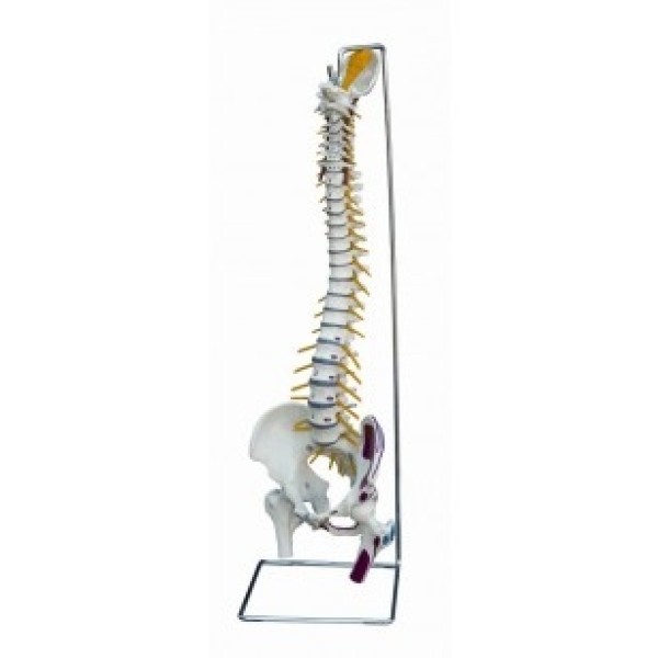 ESP Model Muscled Spine with Nerves (ZJY-968-M)