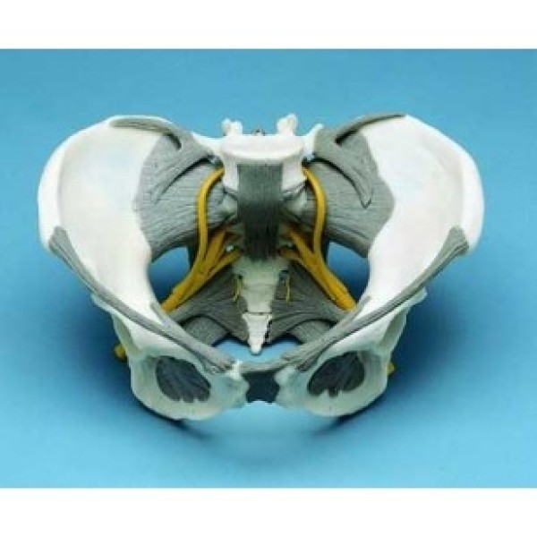 ESP Model Female Pelvis with Nerves (ZJY-597-N)