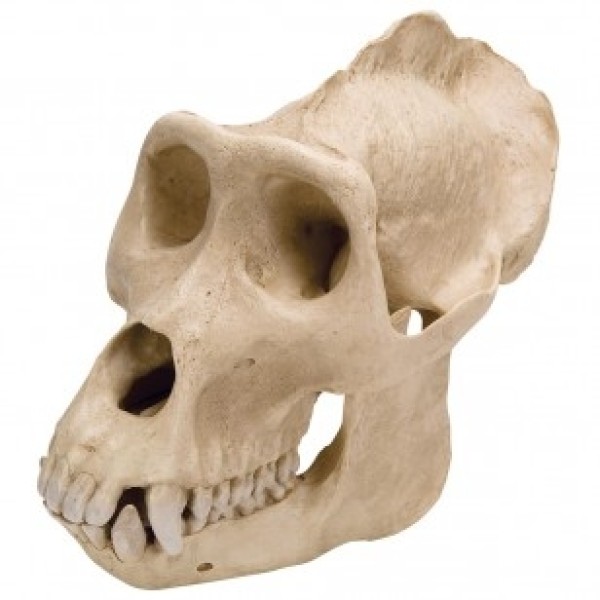 ESP Model Gorilla Skull Plastic (ZKA-060-G)