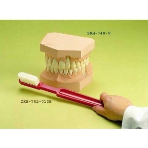 ESP Model Upper and Lower Teeth Set with Giant Toothbrush (ZKH-750-P)