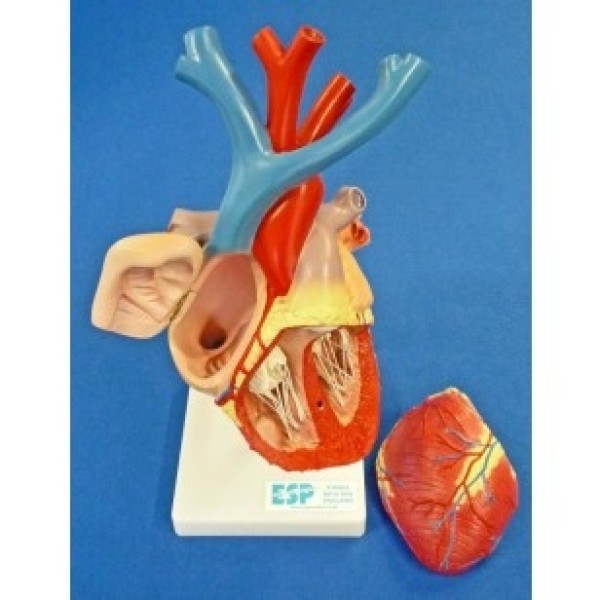 ESP Model Heart Enlarged, Flexible, Numbered (ZKJ-643-WN)