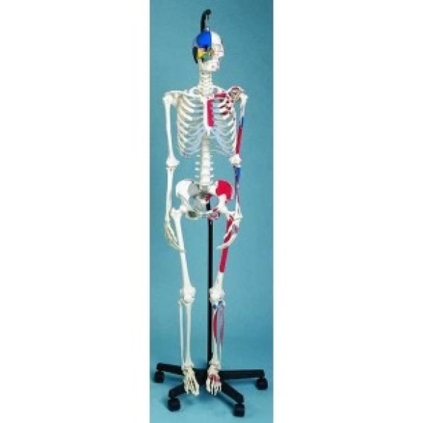 ESP Model Skeleton Showing Muscular Attachment and Ligaments (ZJY-190-P)