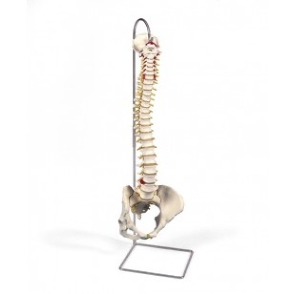 ESP Vertebral Column Flexible (ZJZ-100-M)