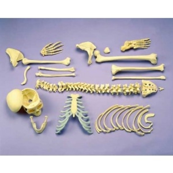 ESP Model Disarticulated Half Skeleton, 2 Part Skull, Hands and Feet on Nylon (ZJY-132-N)