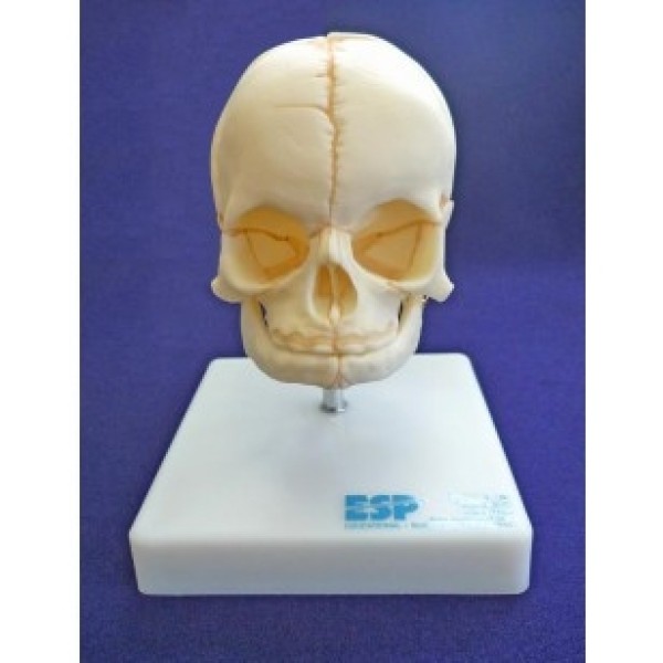 ESP Model Foetal Skull on Stand (ZJY-422-S)