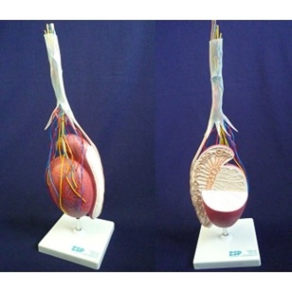 ESP Model Testis, 3.5X Life-Size with Nerves & Vessels (ZKL-132-T)