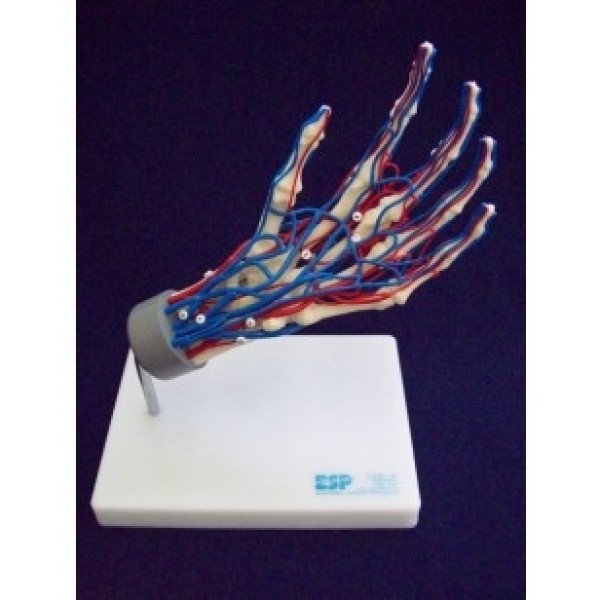 ESP Model Vascular Hand (ZKJ-689-H)