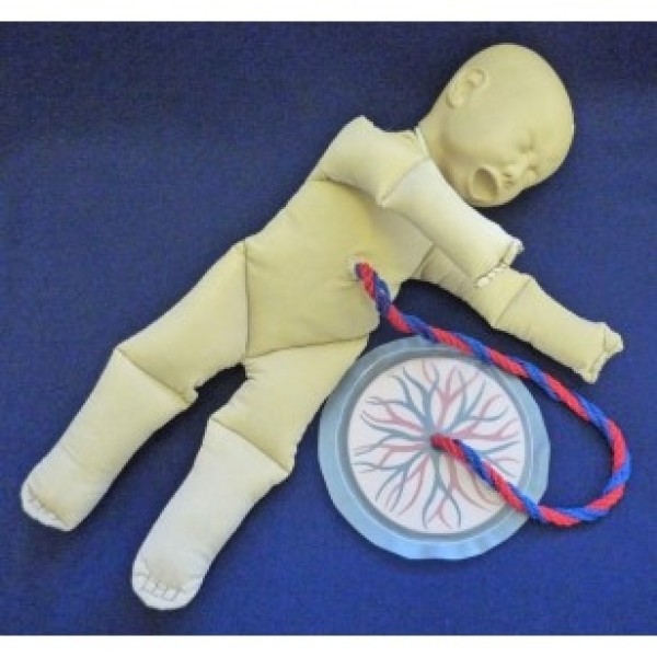 ESP Model Foetal Doll with Placenta (ZKK-246-U)