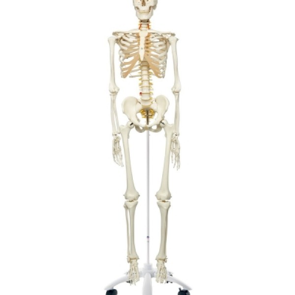 ESP Model Skeleton, Flexible Spine with Nerves (ZJY230R)