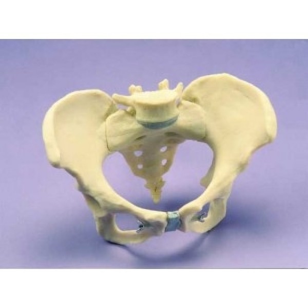 ESP Model Ligamented Pelvis, Female (ZJY-594-F)