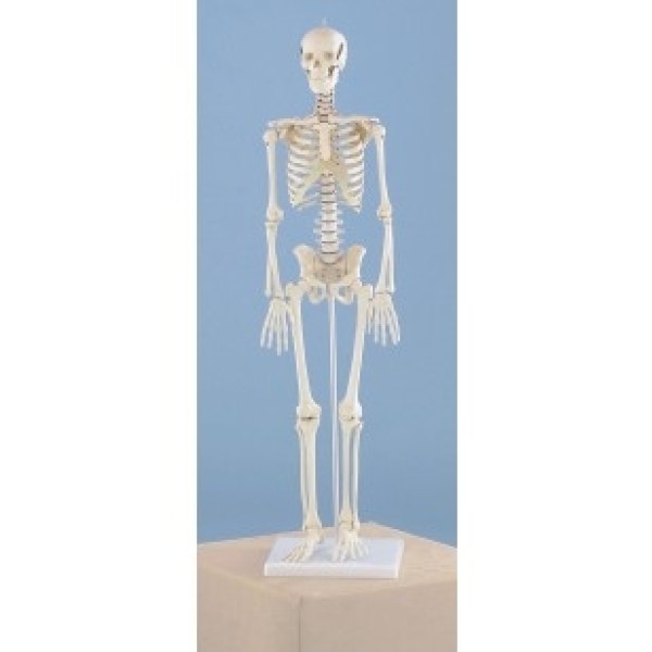 ESP Model Miniature Skeleton, Rigid Spine (ZJY-268-F)