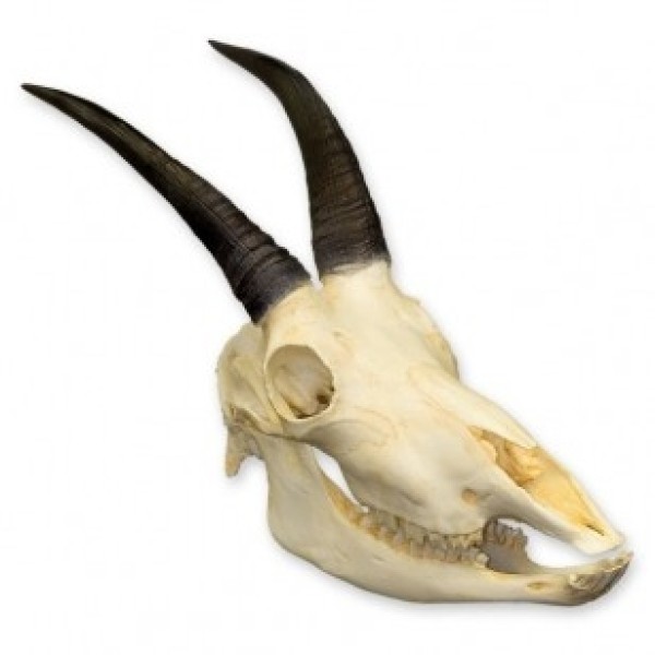 ESP Model Mountain Goat Skull (ZKA-222-G)