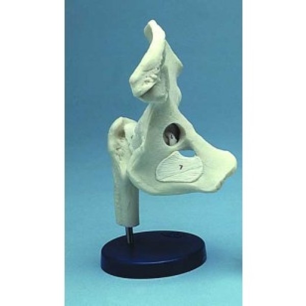 ESP Model Hip Joint Ligamented (ZJY-795-S)