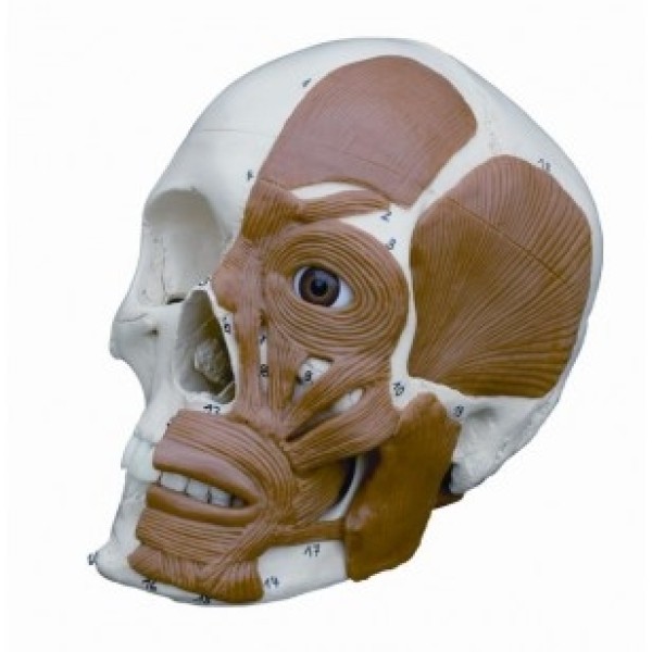 ESP Model Half Muscled Skull (ZJY-378-M)