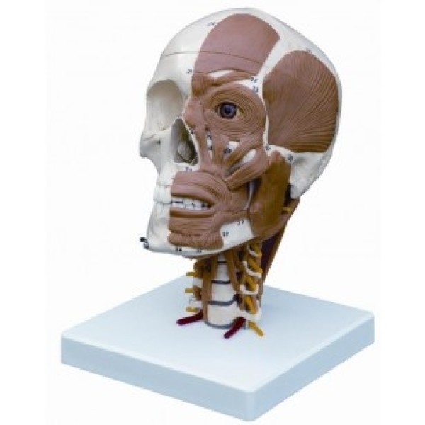 ESP Model Half Muscled Skull on Muscled Cervical Vertabrae (ZJY-379-C)