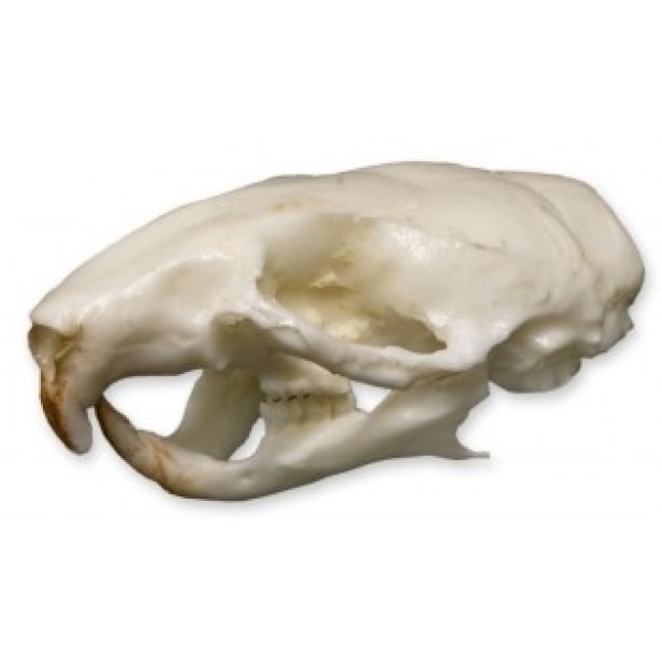 ESP Model Mouse Skull (ZKA-224-H)