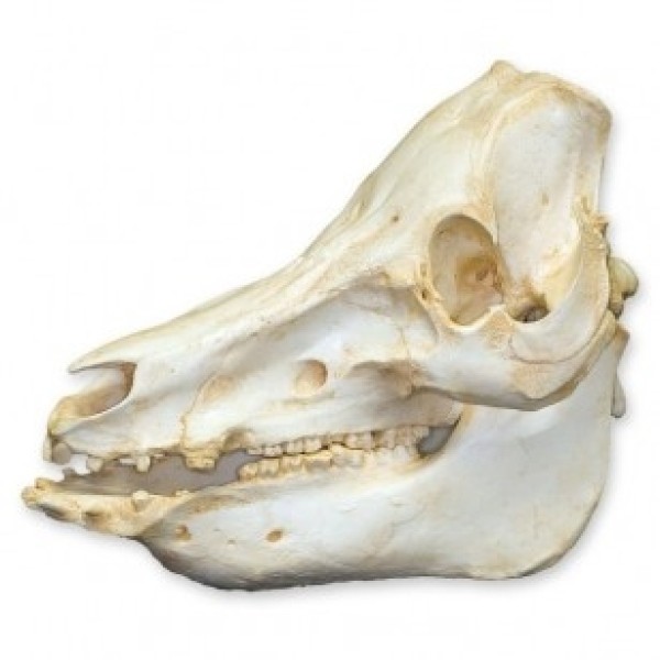 ESP Model Domestic Pig Skull (ZKA-218-D)