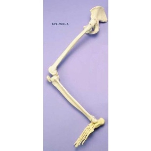 ESP Model Leg & Half Pelvis Articulated (ZJY-920-A)