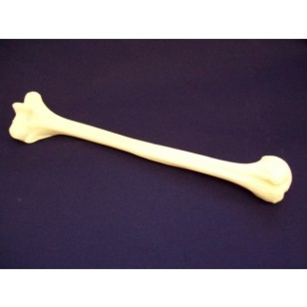 ESP Model Femur (ZJY-240-075L)