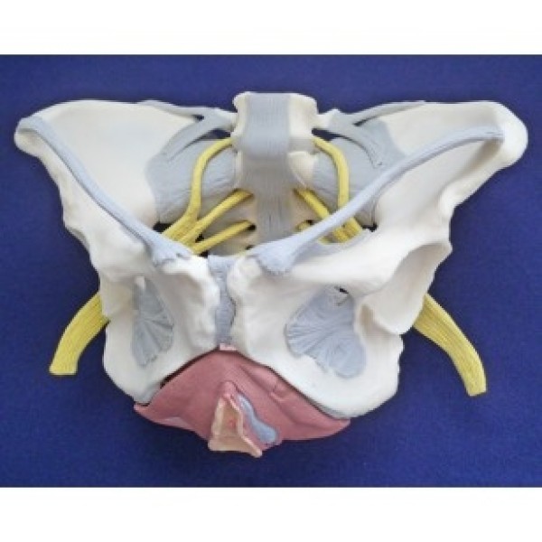 ESP Model Pelvis Nerves FLoor & Ligaments (ZKK-269-M)