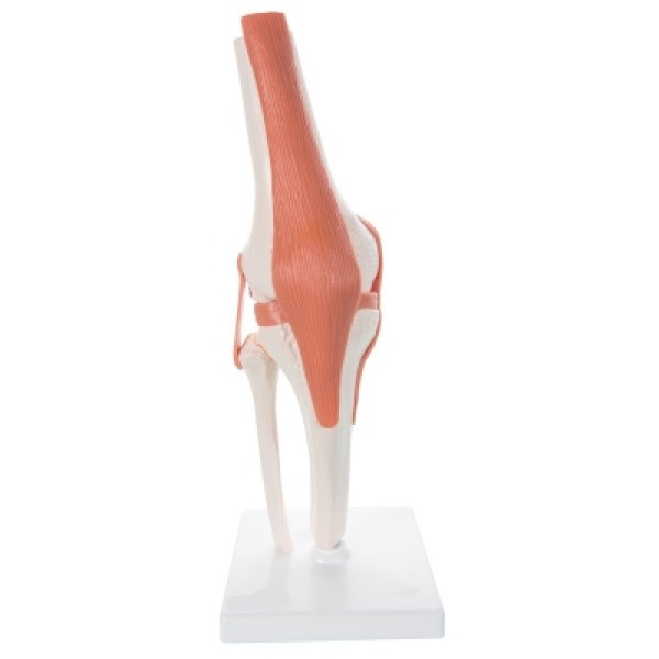 ESP Model Knee Joint Flexible (ZJY-880-M)