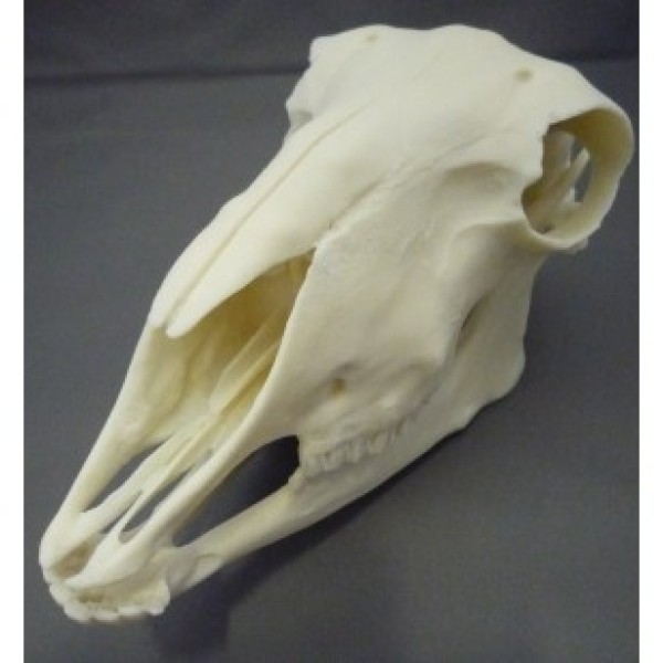 ESP Model Sheep Skull Plastic (ZKA-020-S)