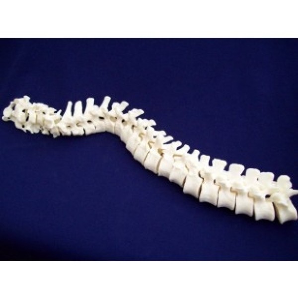 ESP Model Vertebral Column, Loosely Strung (ZJY-240-120C)