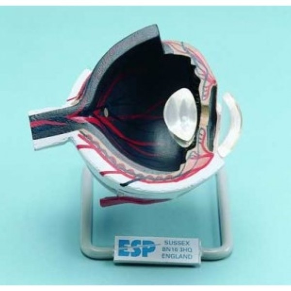 ESP Model Eye Section Enlarged x4 (ZKH-428-N)