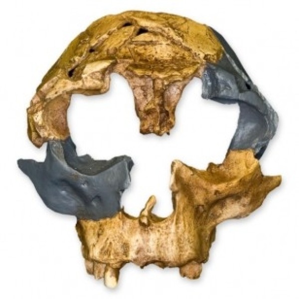 ESP Model H. Antecessor Skull (ZJY-536-H)