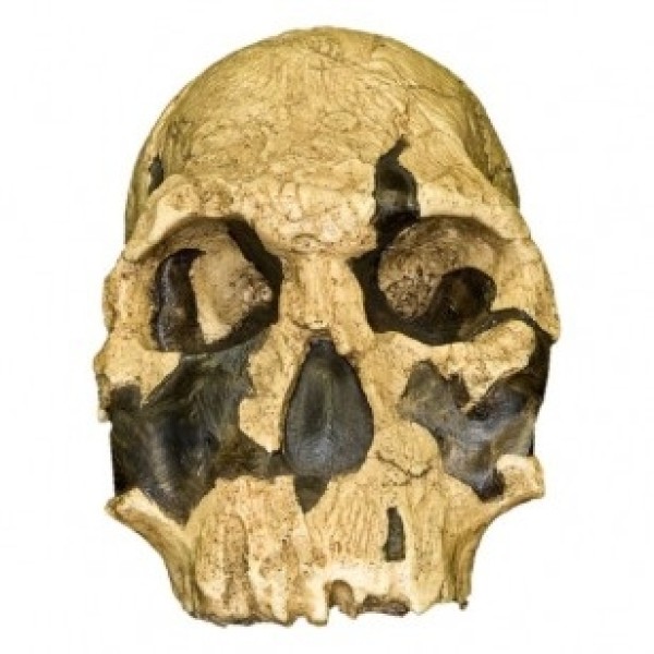 ESP Model KNM ER 1470 Homo Rudolphensis Skull (ZJY-540-R)