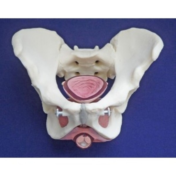 ESP Model Dorey Male Pelvis & Pelvic Floor (ZKK-270-D)