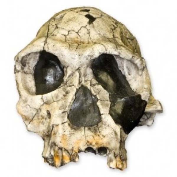 ESP Model Homo Habilis KNM-ER 1813 Skull (Museum Quality Replica) (ZJY-552-H)