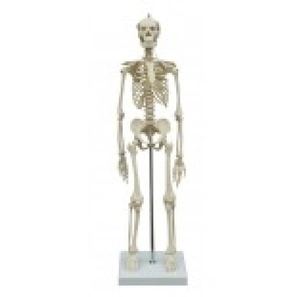 ESP Model Miniature Skeleton (ZJY-270-F)