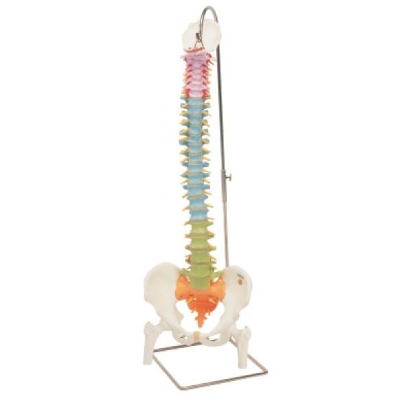 ESP Model Vertebral Column, Standard, Colour Coded with Femur Heads (ZJZ-165-F)