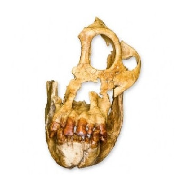 ESP Model Sivapithecus Skull (ZJY-510-S)