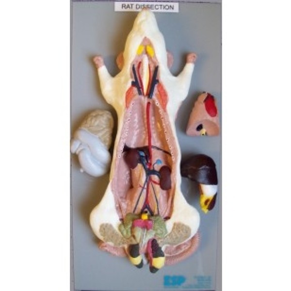 ESP Model General Dissection (ZKA-806-Y)