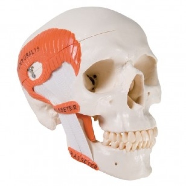 ESP Model TMJ Ligamented Skull (ZJY-386-J)