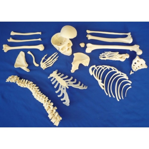 ESP Model Disarticulated Half Skeleton, 3 Part Skull (ZJY-136-V)