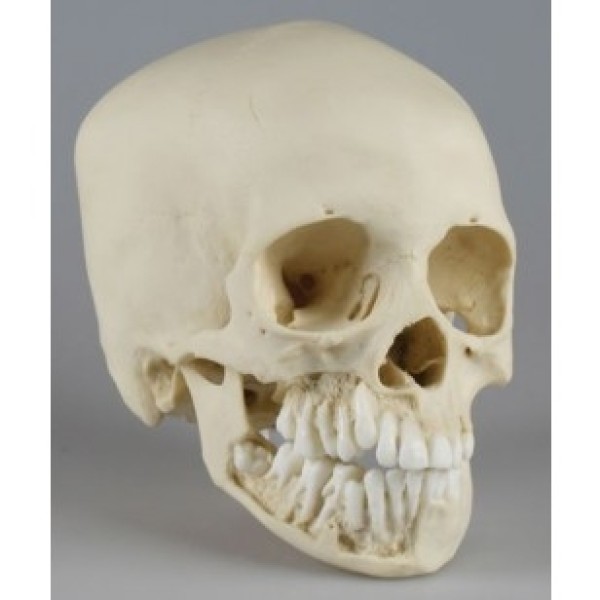 ESP Model Skull - Child (ZJY-316-C)