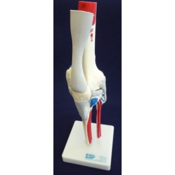 ESP Model Knee Joint Painted Ligamented (ZJY-885-W)