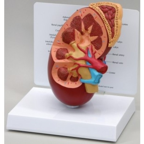 ESP Model Kidney & Adrenal Section, Budget (ZKJ-784-A)