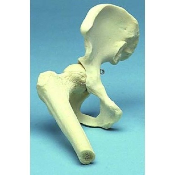 ESP Model Hip Joint Movable (ZJY-810-P)