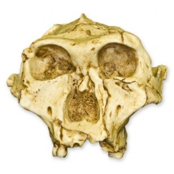 ESP Model SK-48 A. Robustus Skull (ZJY-574-R)